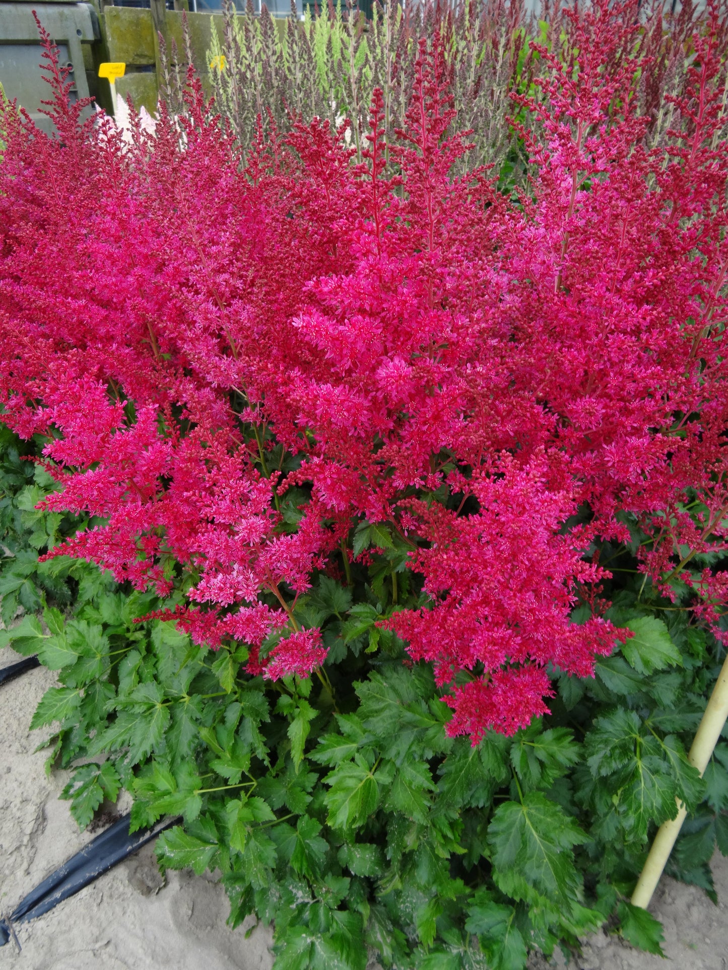 Astilbe-Heavy Metal 1C