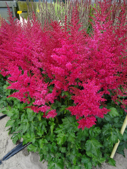 Astilbe-Heavy Metal 1C