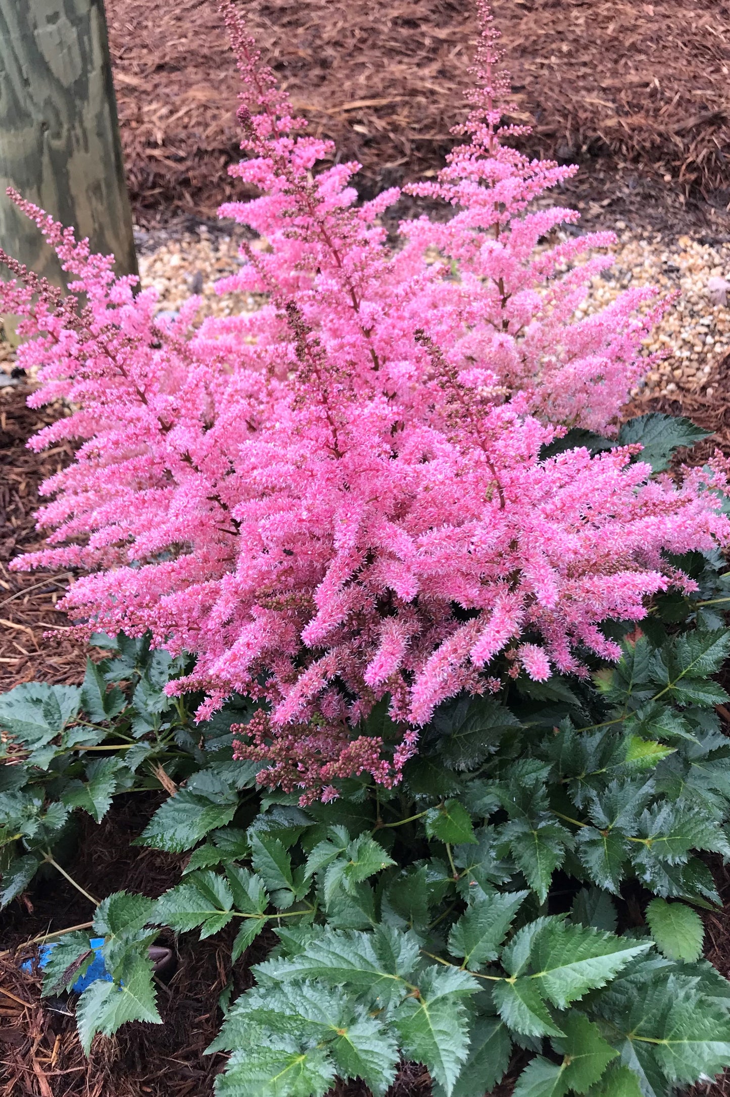 Astilbe-Razzle Dazzle 1C