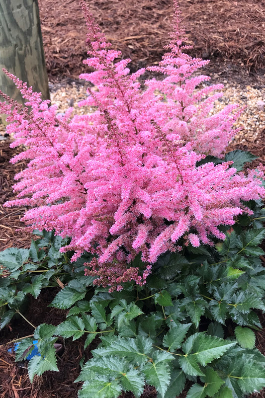 Astilbe-Razzle Dazzle 1C