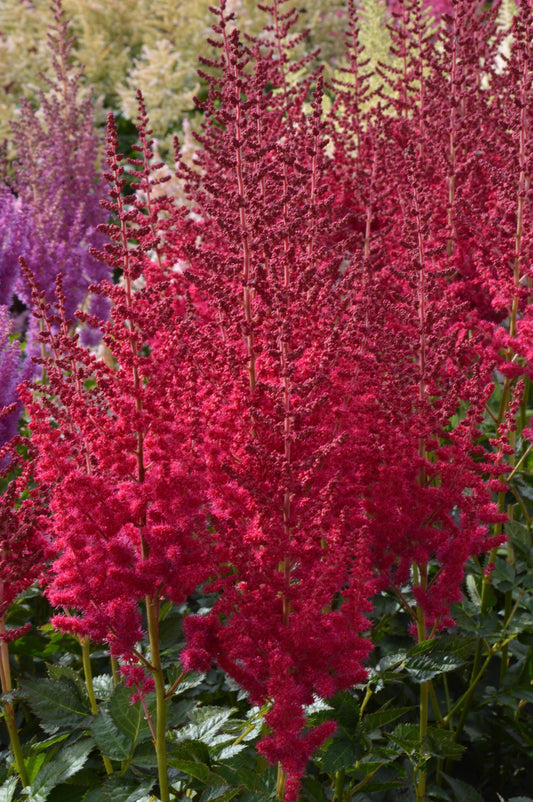 Astilbe-Hot Pearls 1C