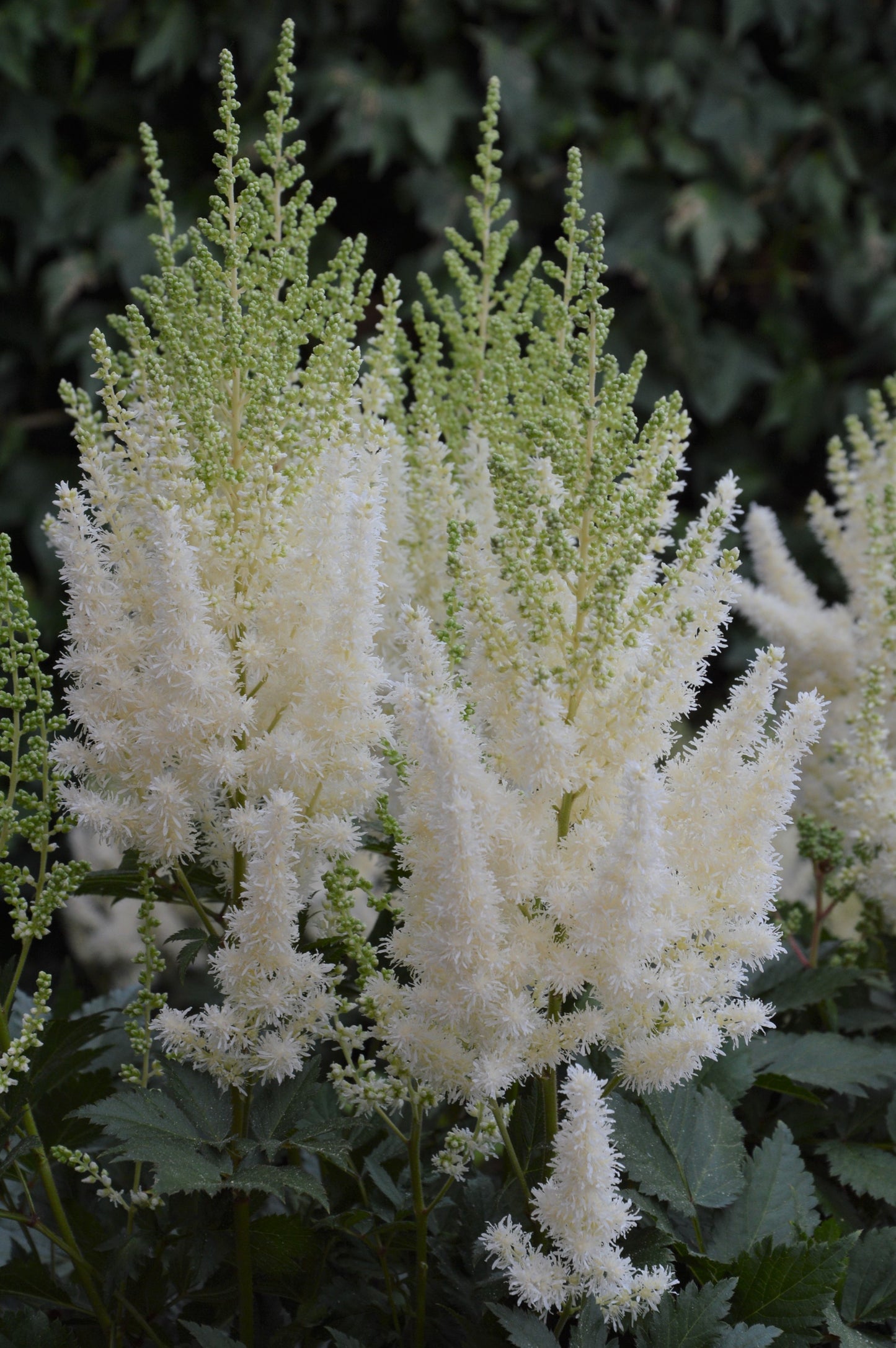 Astilbe-Lowlands White 1C