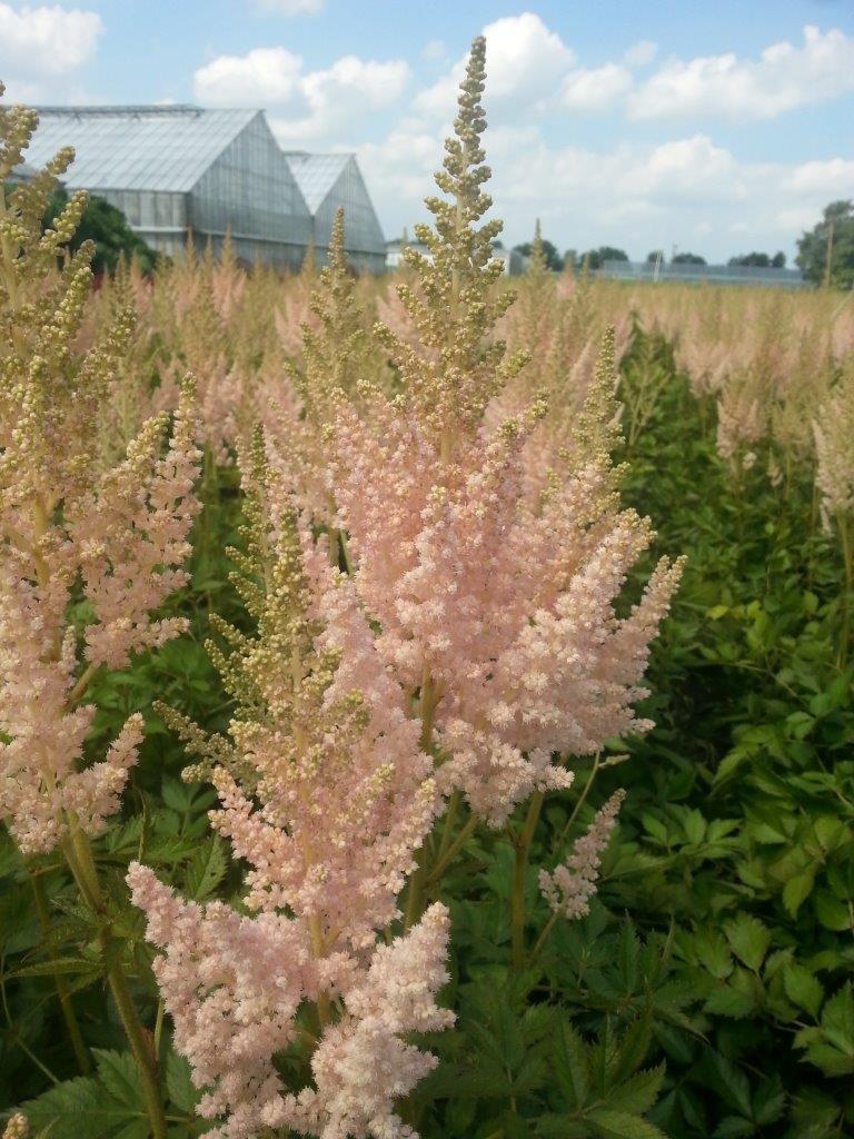 Astilbe-Vision Inferno 1C