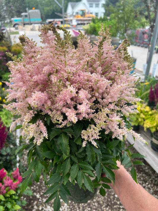 Astilbe-Younique Silvery Pink 1C