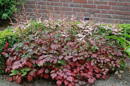 Astilbe-Color Flash 1C