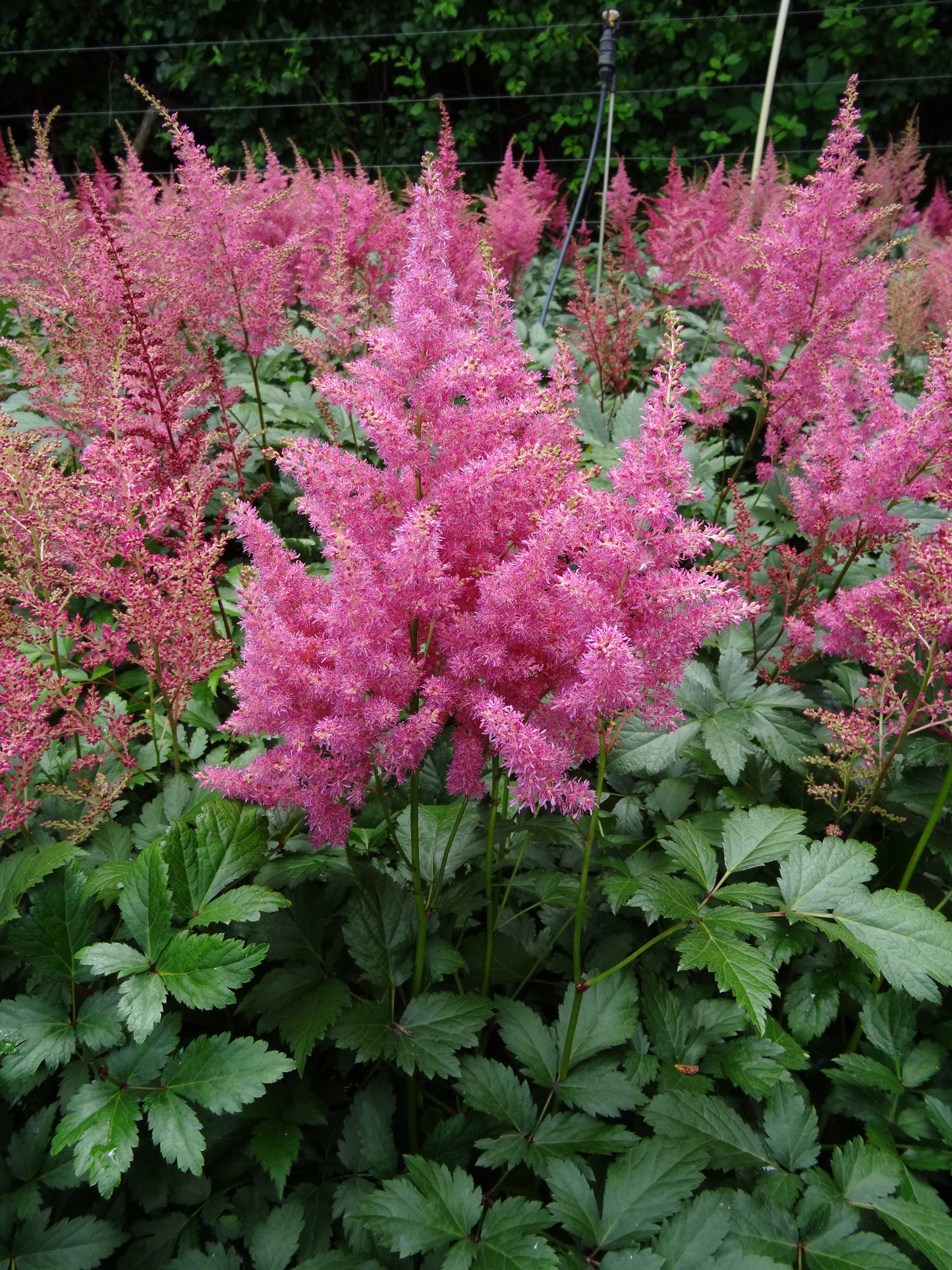 Astilbe-Rheinland 1C