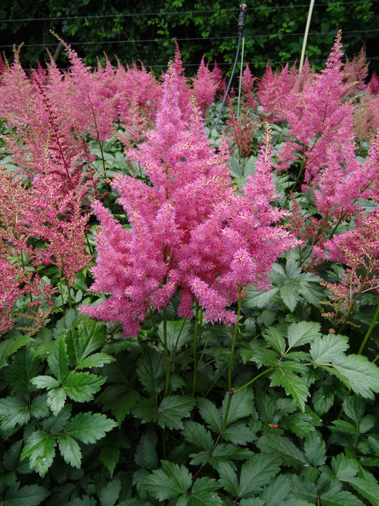 Astilbe-Rheinland 1C