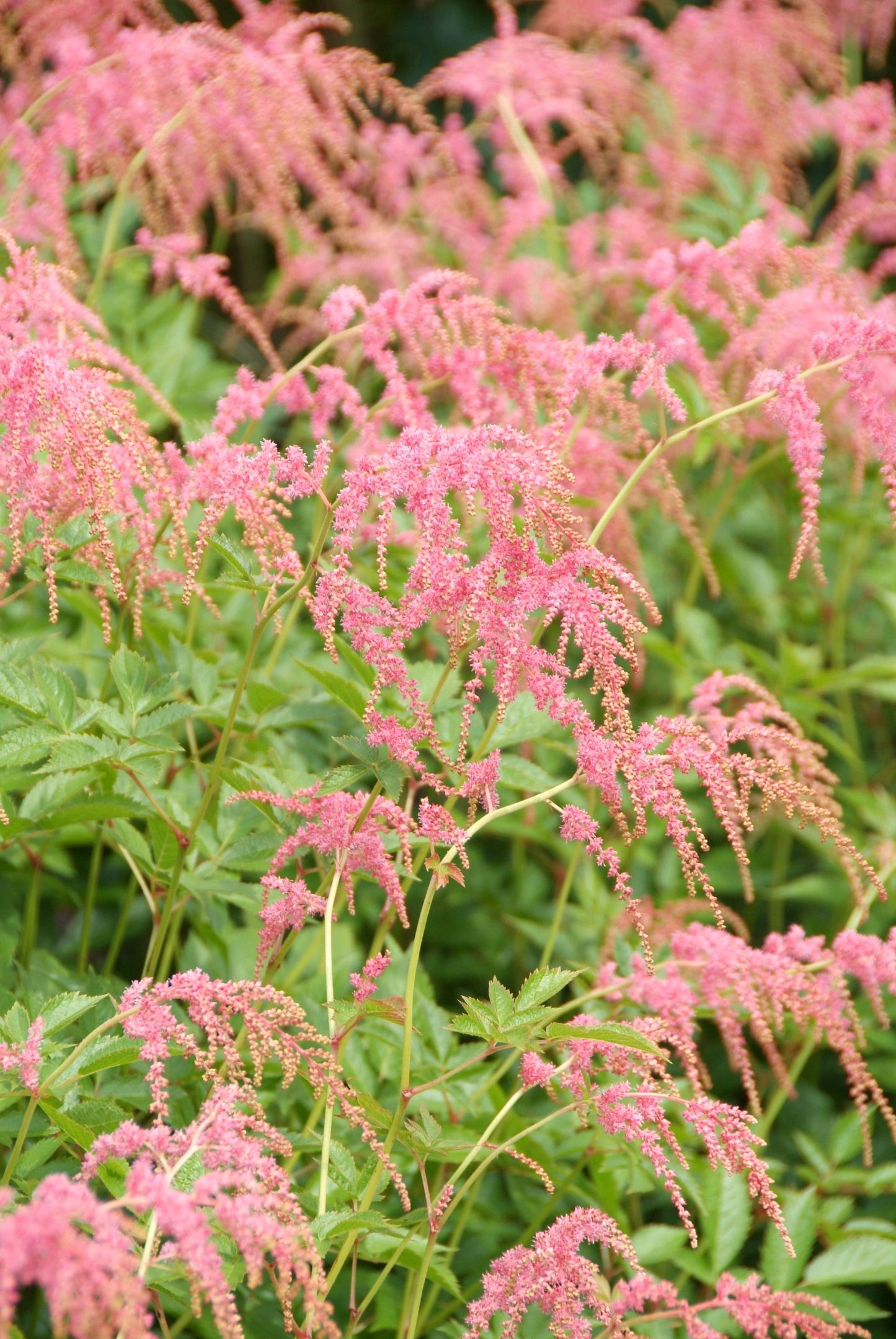 Astilbe-Ostrich Plume 1C