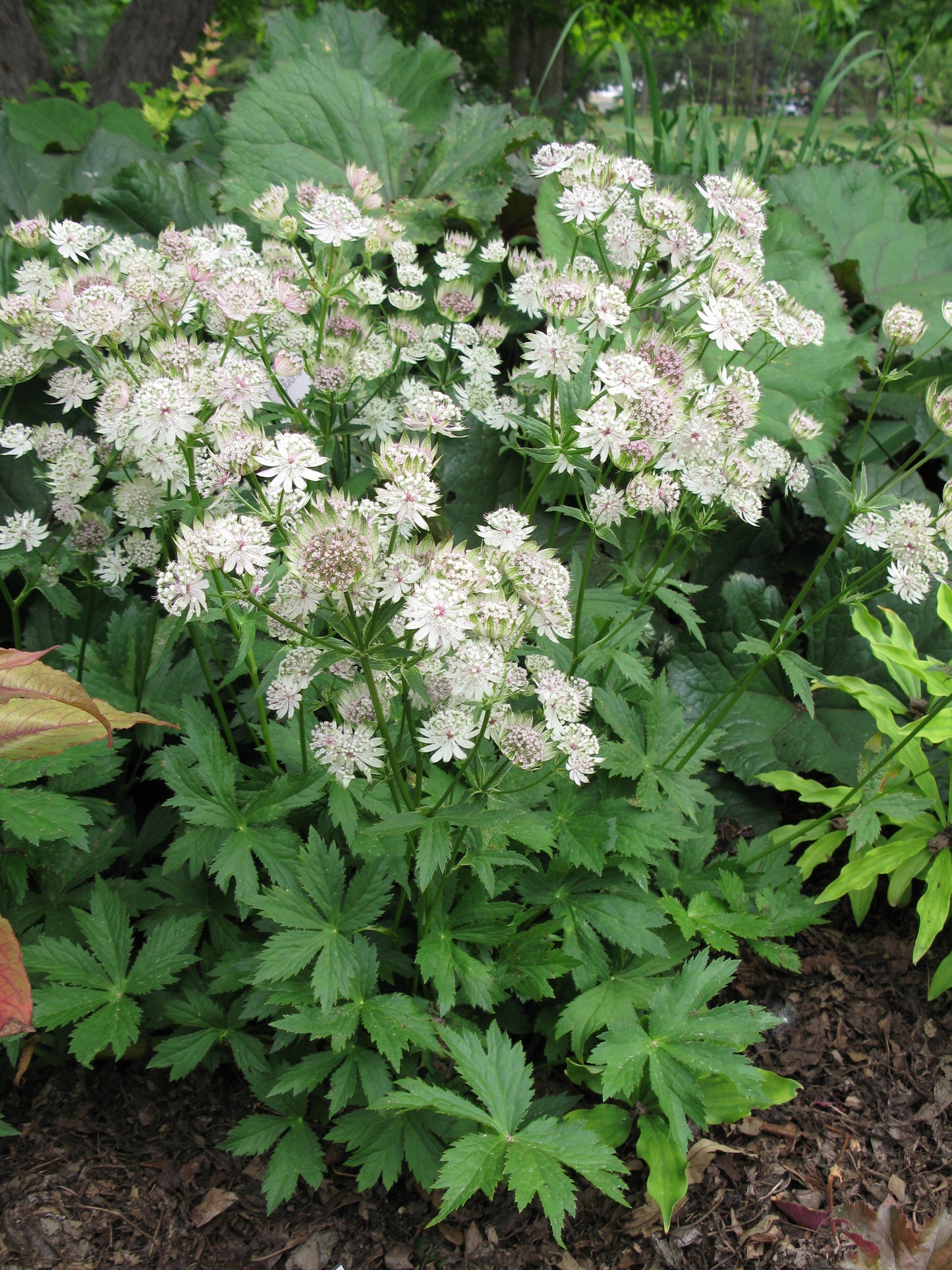 Astrantia-Star of Billions 1C