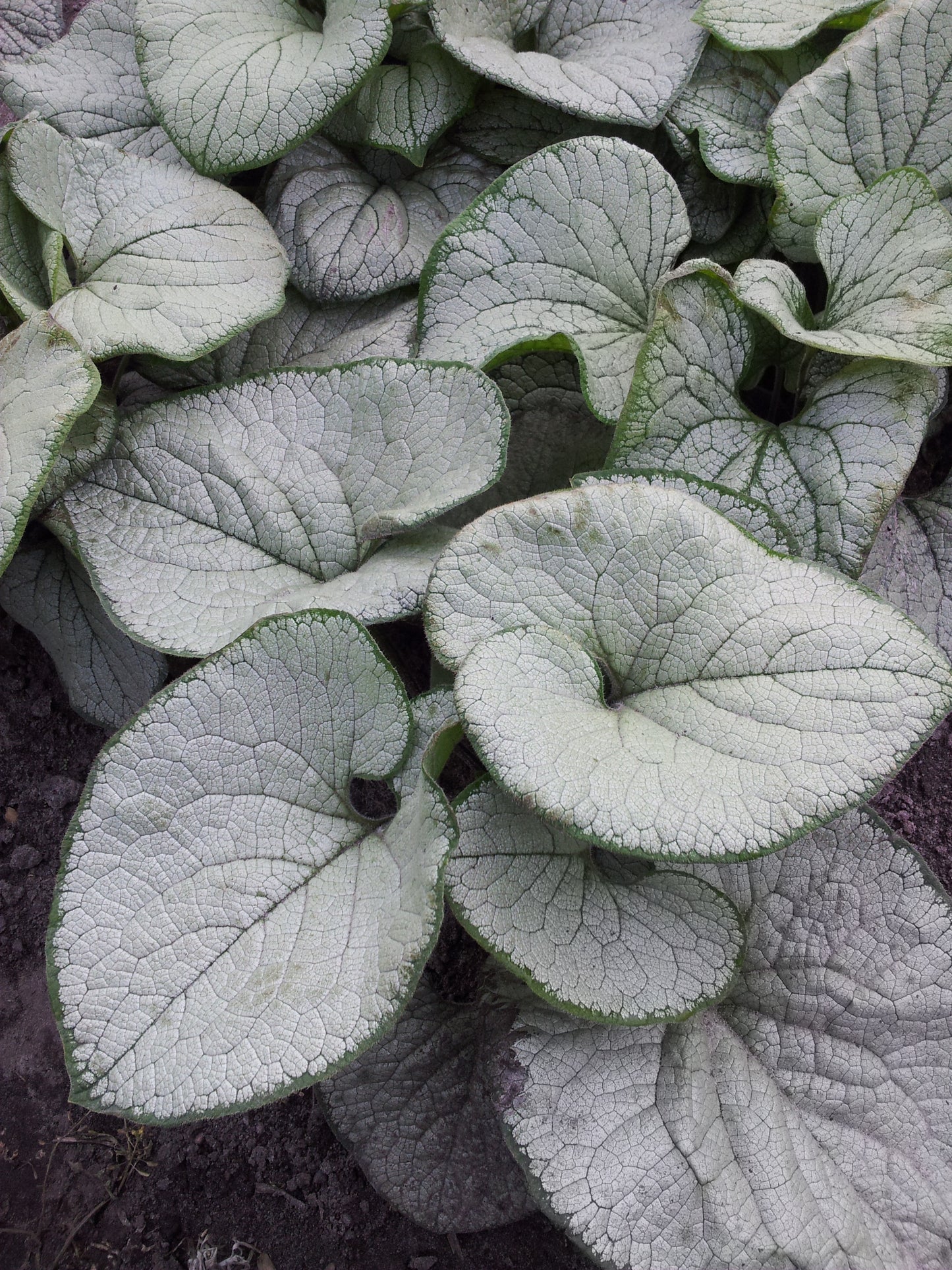 Brunnera-Silver Heart 1C