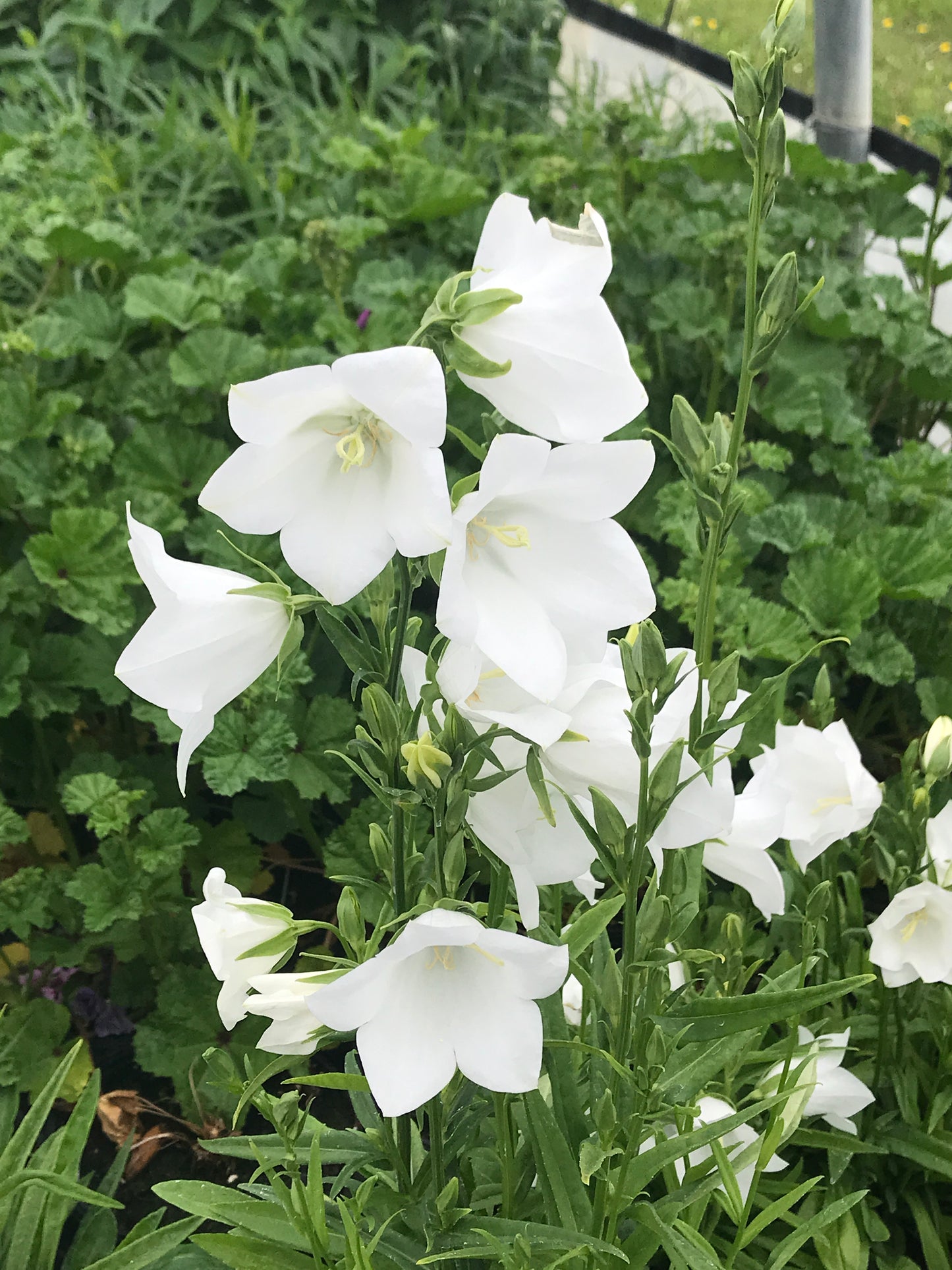 Campanula-Takion White 1C