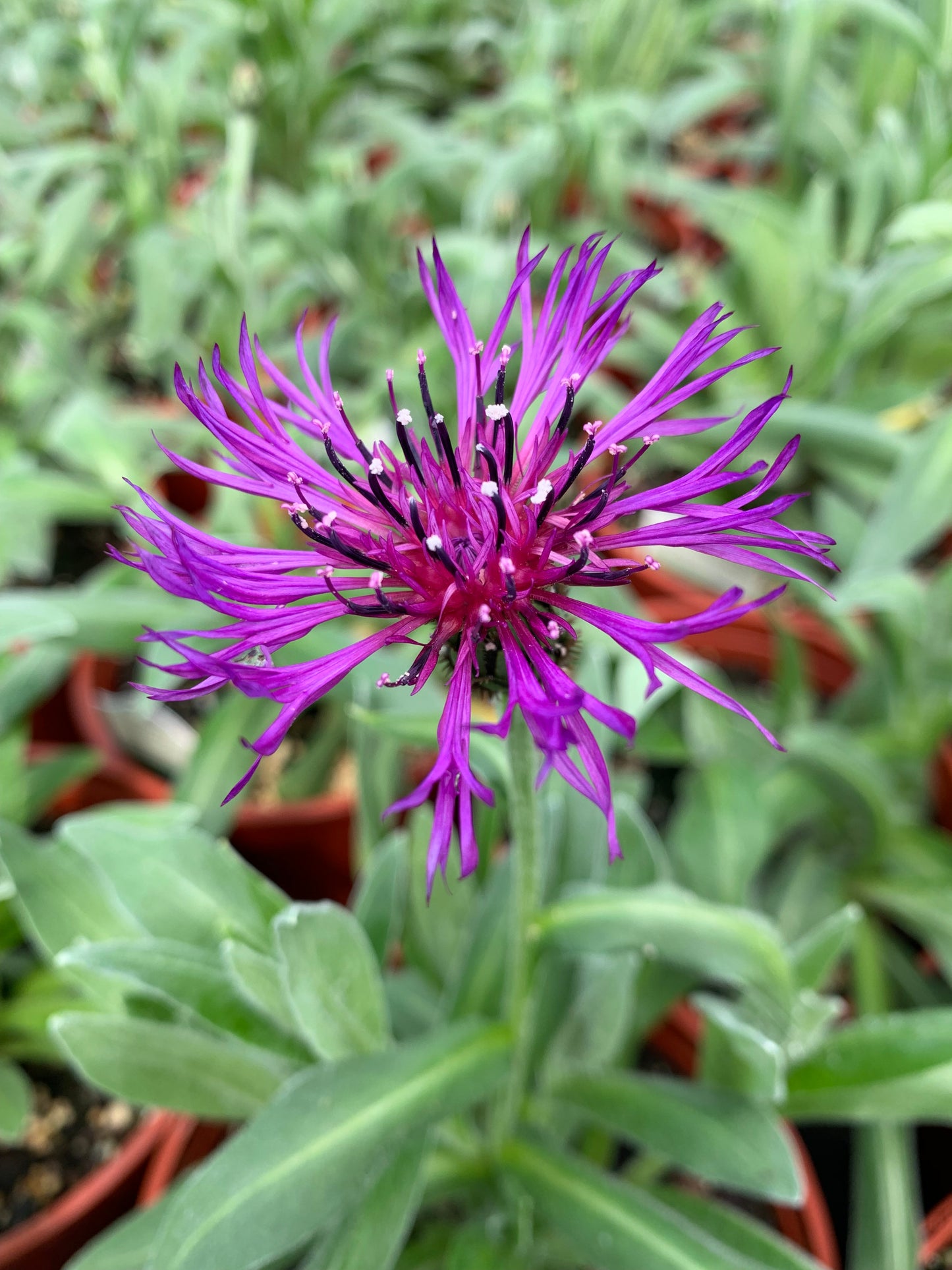 Centaurea-Amethyst Dream 1C