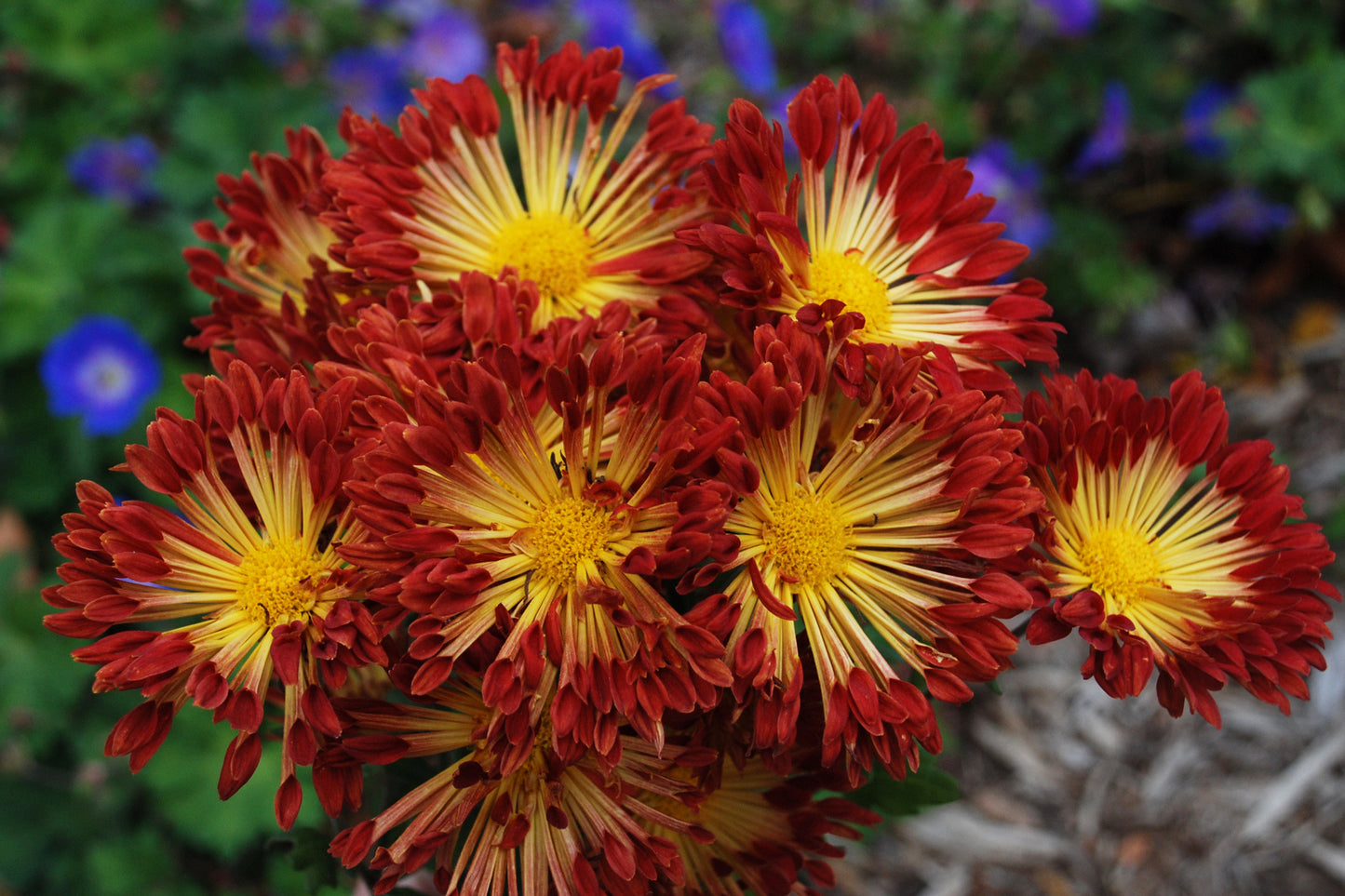 Chrysanthemum-Matchsticks 3C