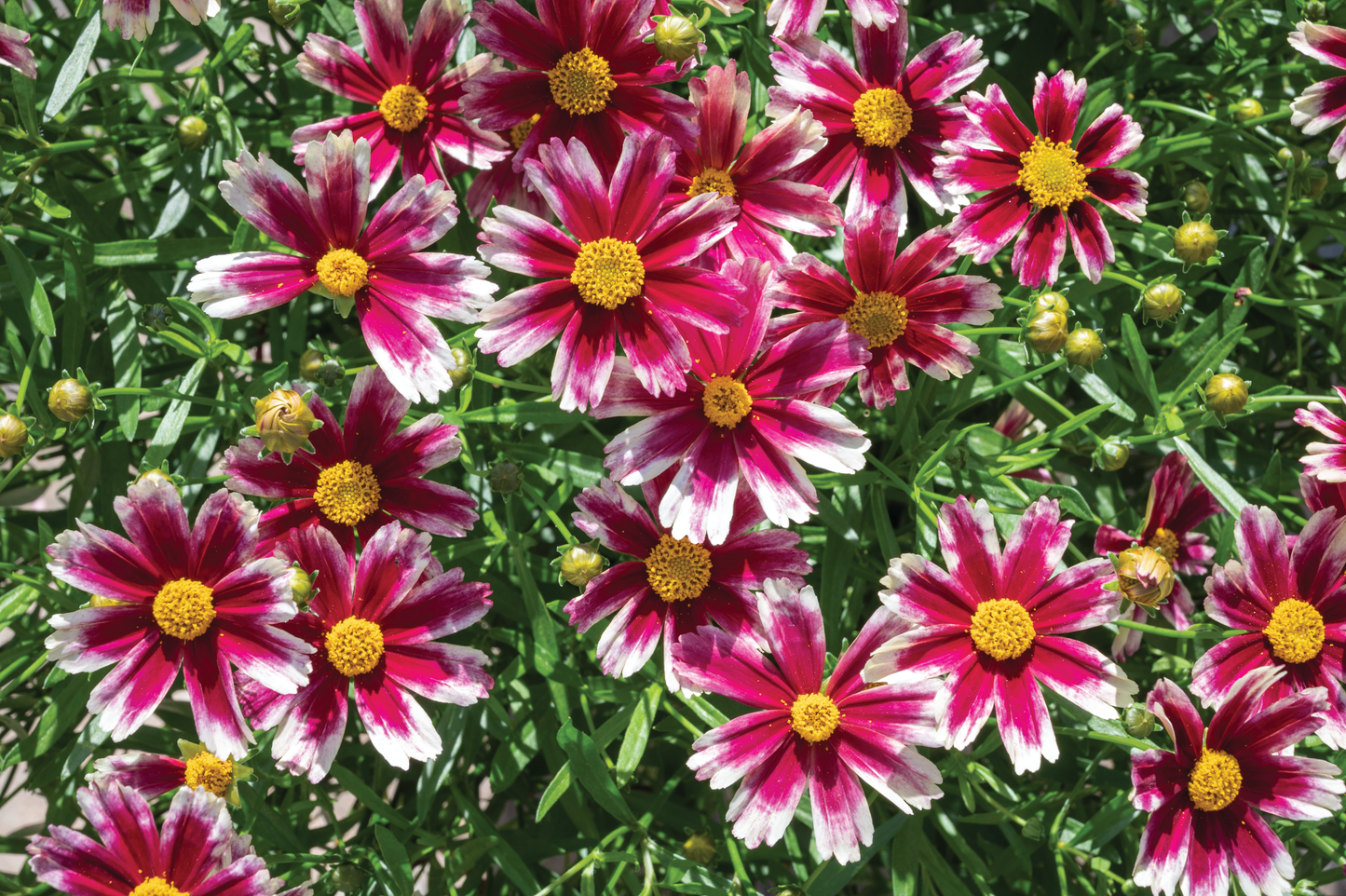 Coreopsis-Candy Stripes 1C