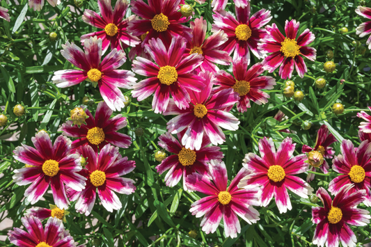 Coreopsis-Candy Stripes 1C