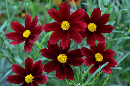 Coreopsis-Red Elf 1C