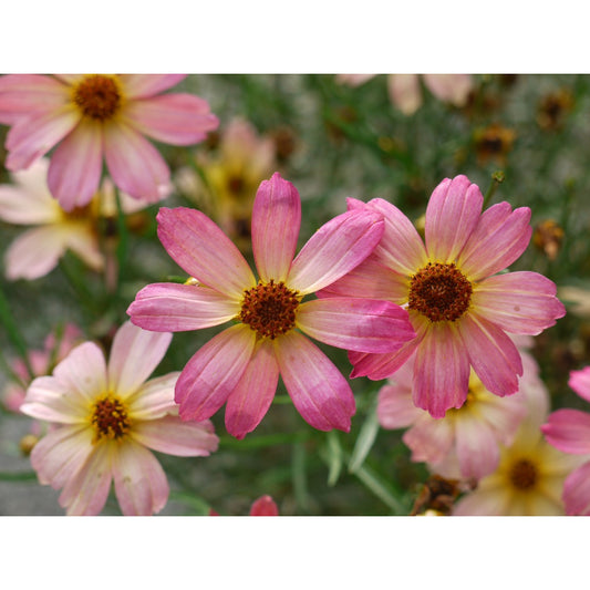 Coreopsis-Shades of Rose 1C