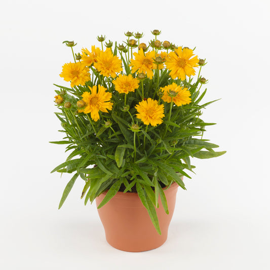 Coreopsis-Double the Sun 1C