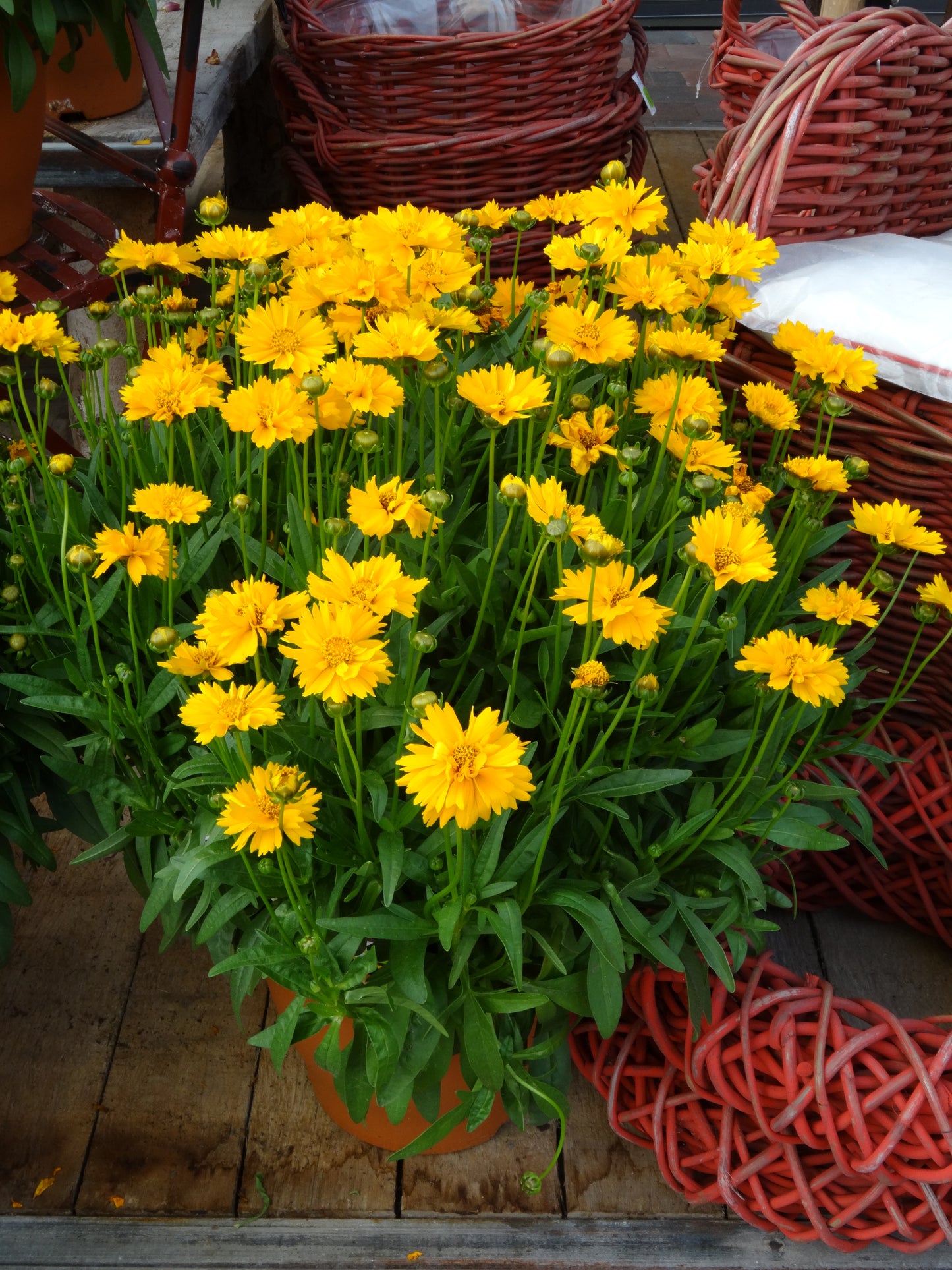 Coreopsis-Early Sunrise 1C