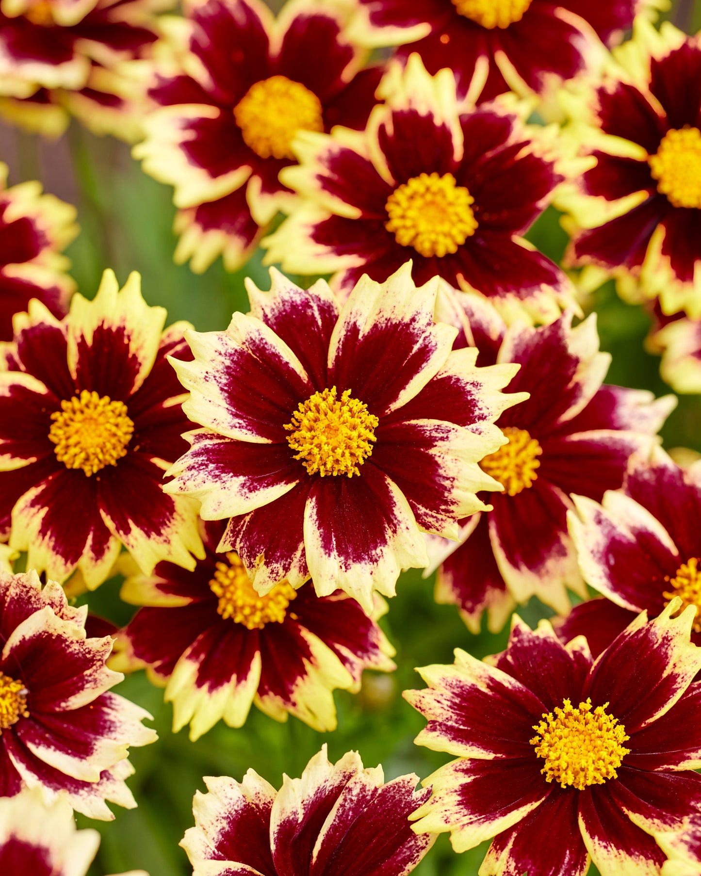Coreopsis-Solar Fancy 1C