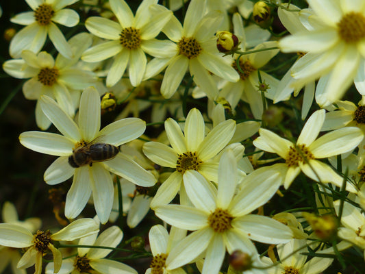 Coreopsis-Moonbeam 1C