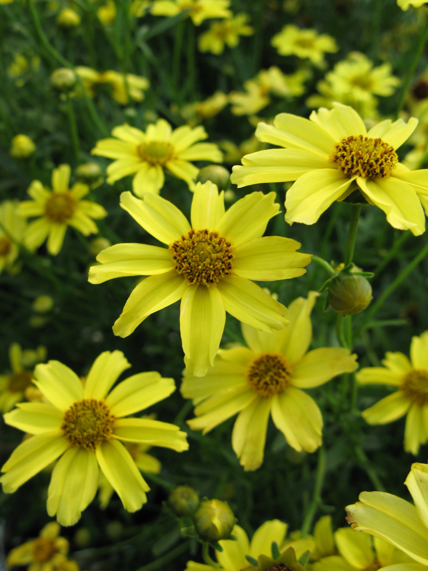 Coreopsis-Zagreb 1C