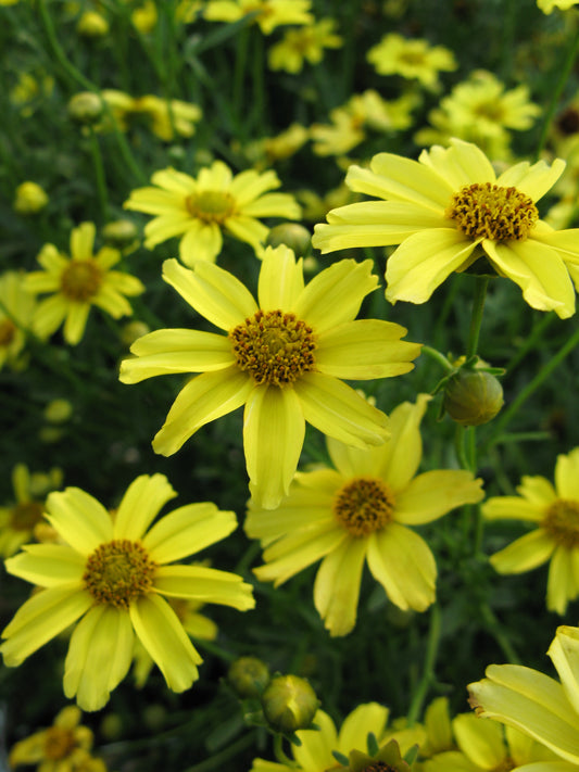 Coreopsis-Zagreb 1C