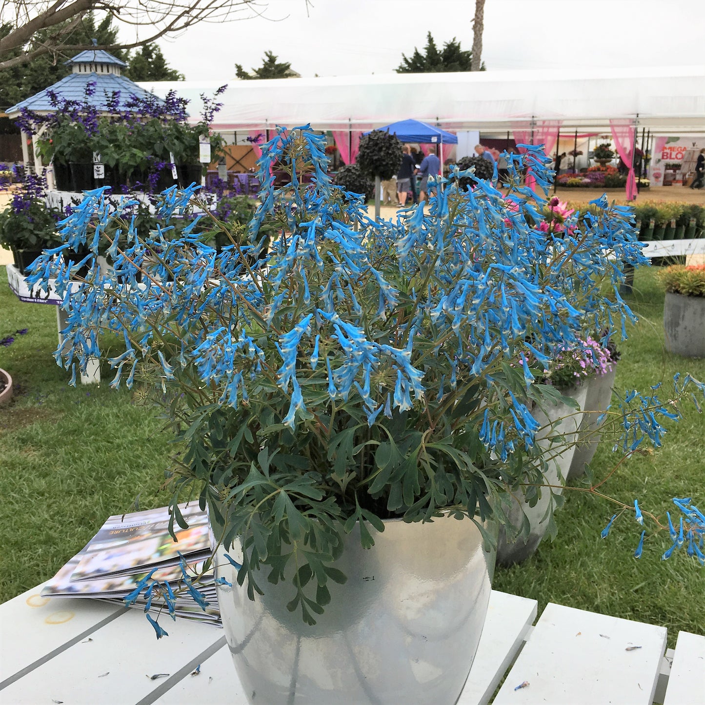 Corydalis-Porcelain Blue 1C