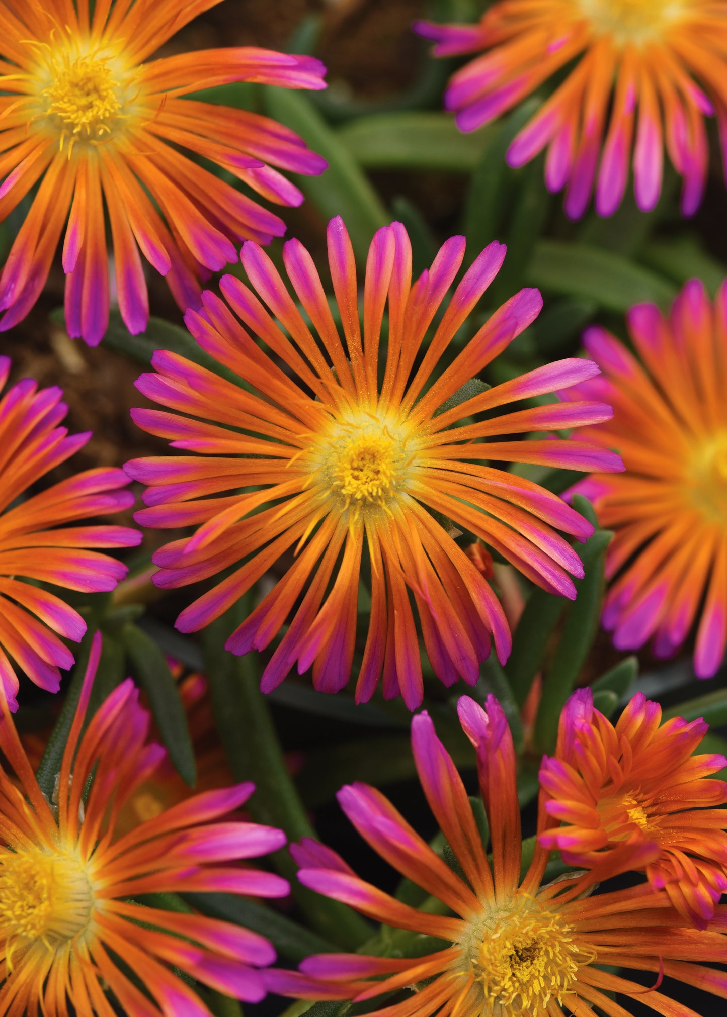 Delosperma-Orange Glow 1C