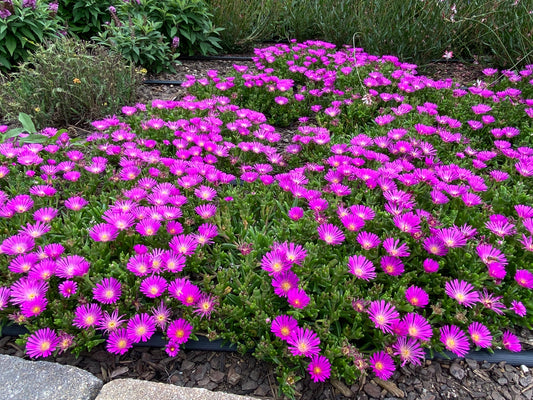 Delosperma-Violet 1C