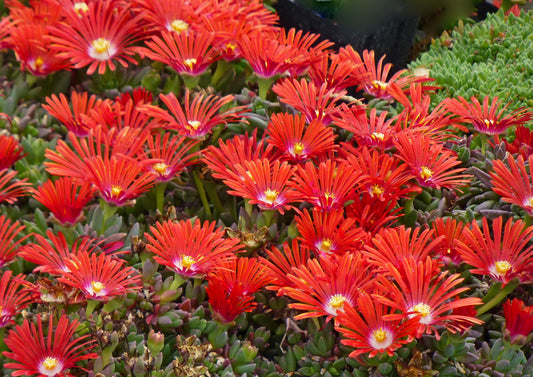 Delosperma-Red Mountain Flame Ice 1C