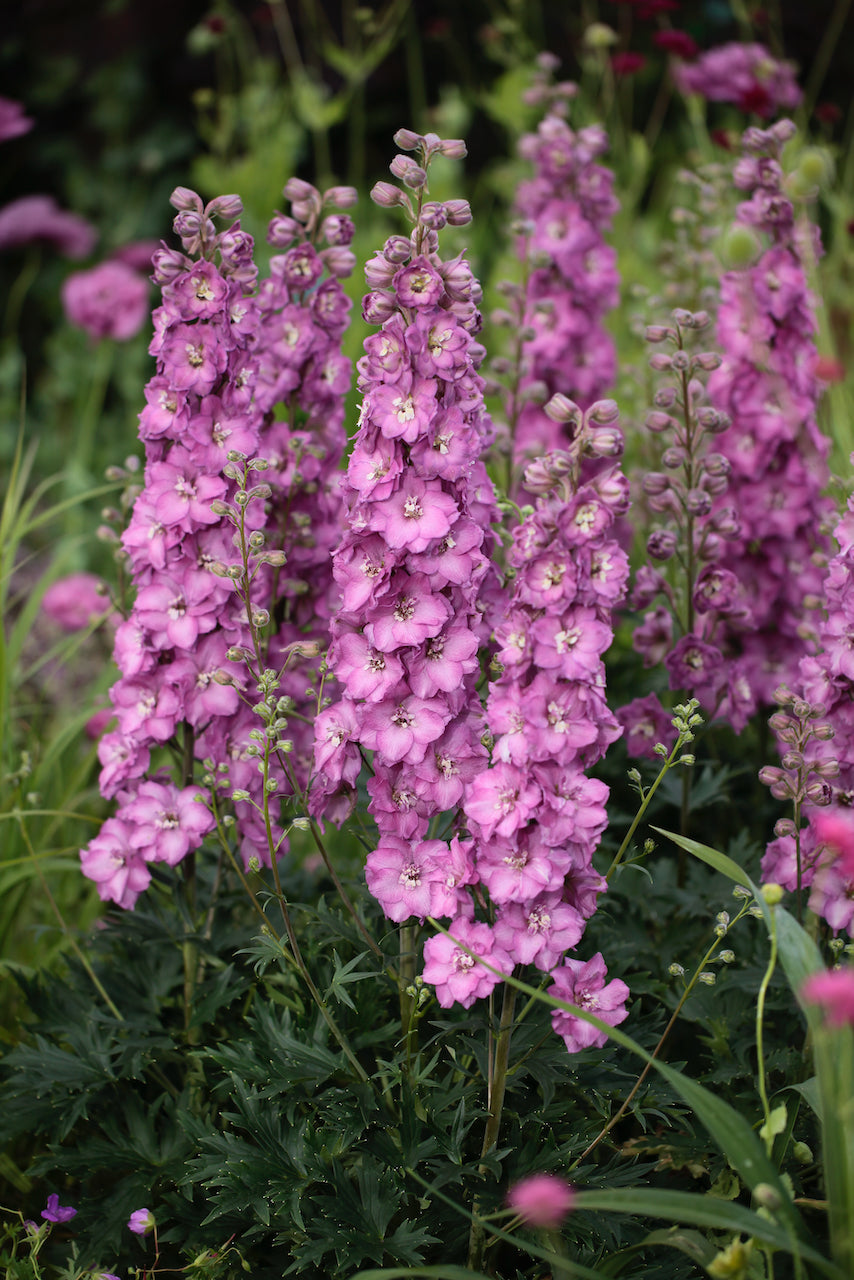 Delphinium-Delgenius Chantay 1C