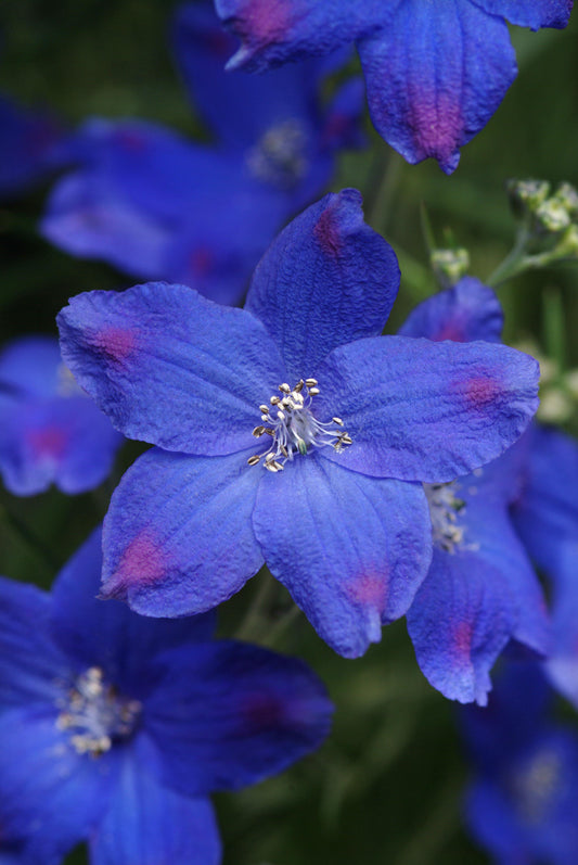 Delphinium-Blue Butterfly 1C