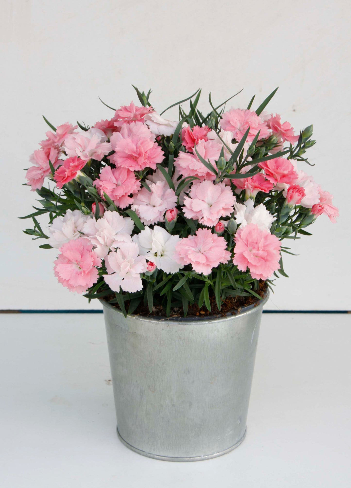 Dianthus-Everlast Pink to White 1C