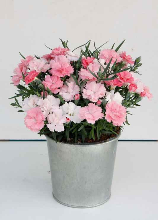 Dianthus-Everlast Pink to White 1C