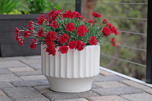 Dianthus-Fire Star Improved 1C