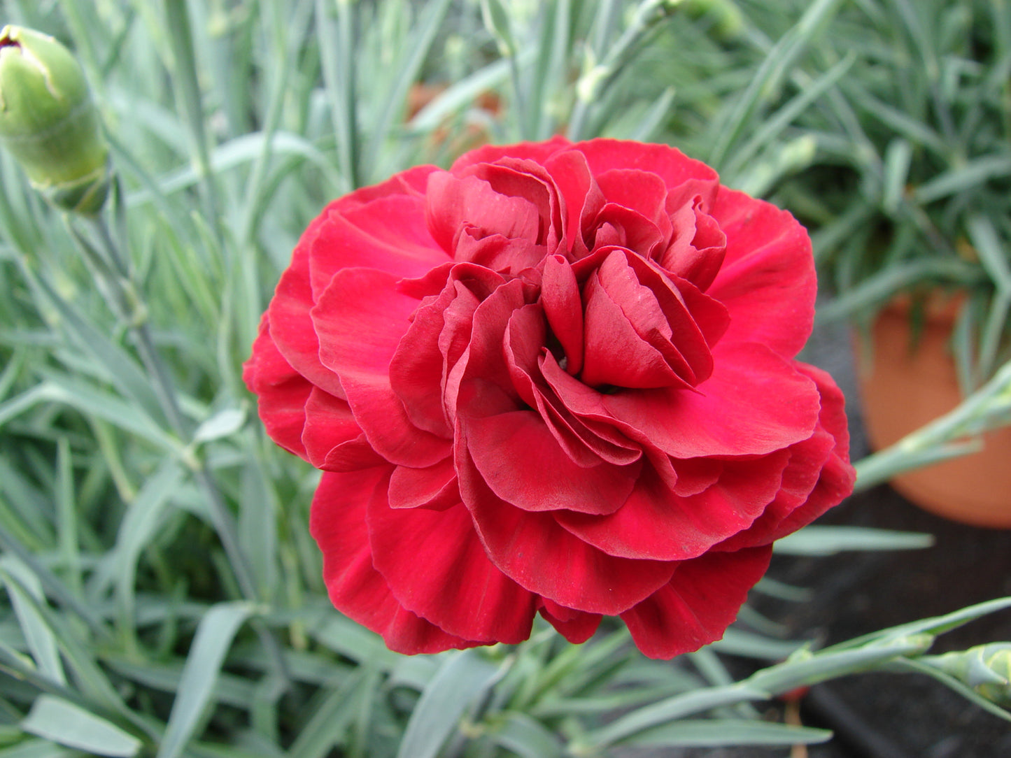 Dianthus-Scent First Passion 1C