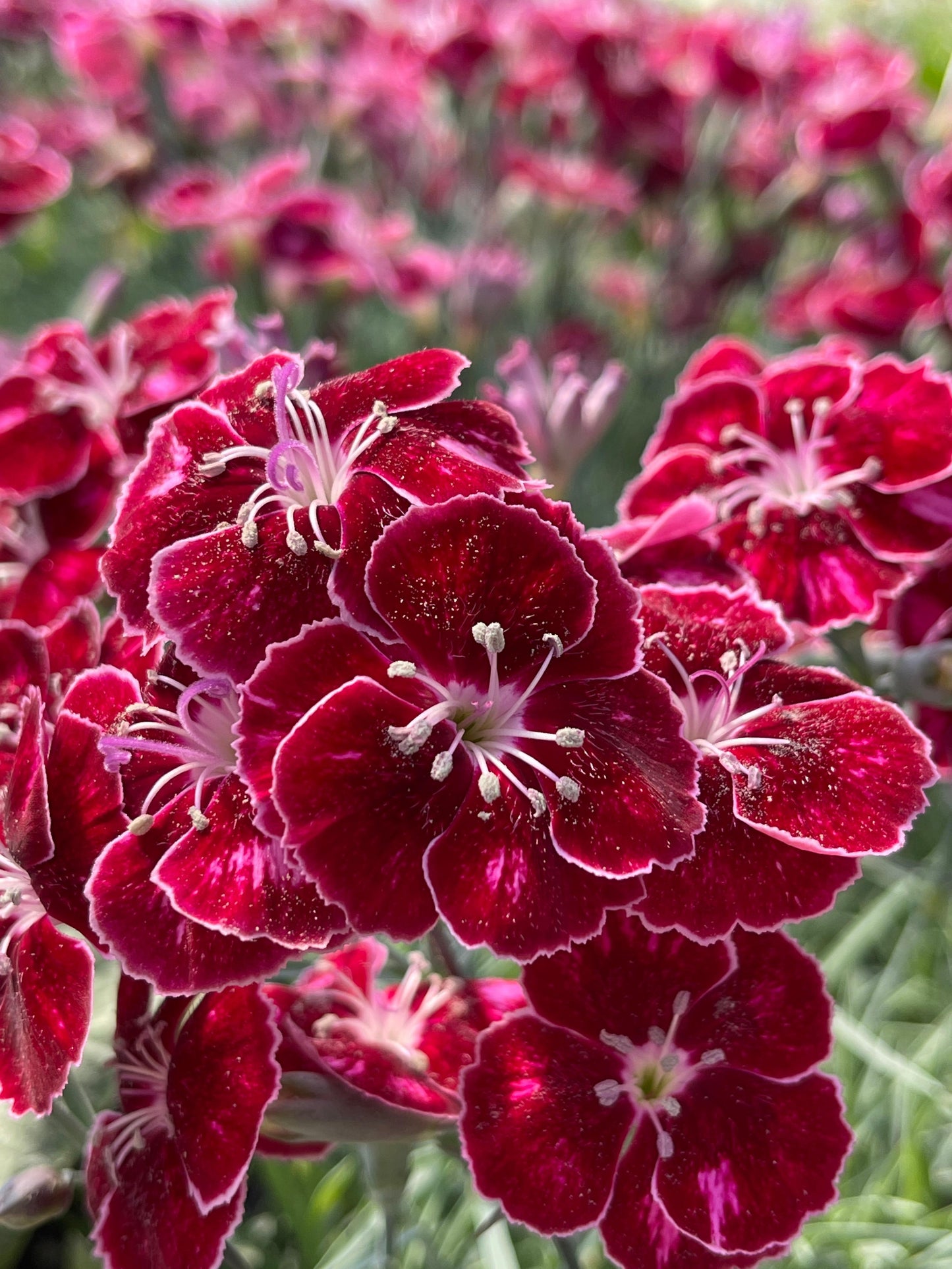 Dianthus-Ruby Glitter 1C