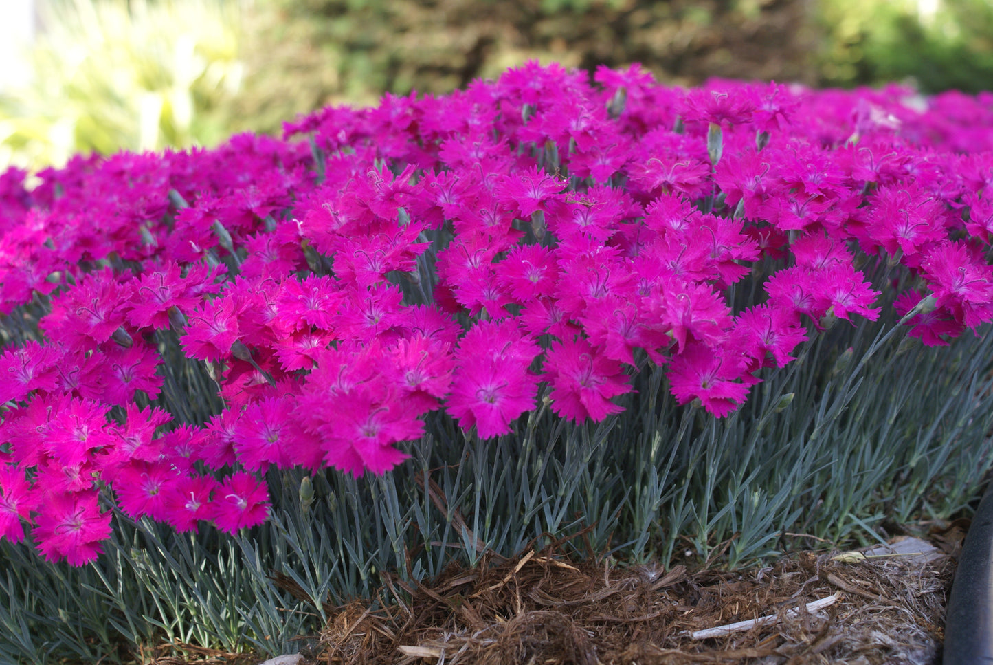 Dianthus-Neon Star Improved 1C