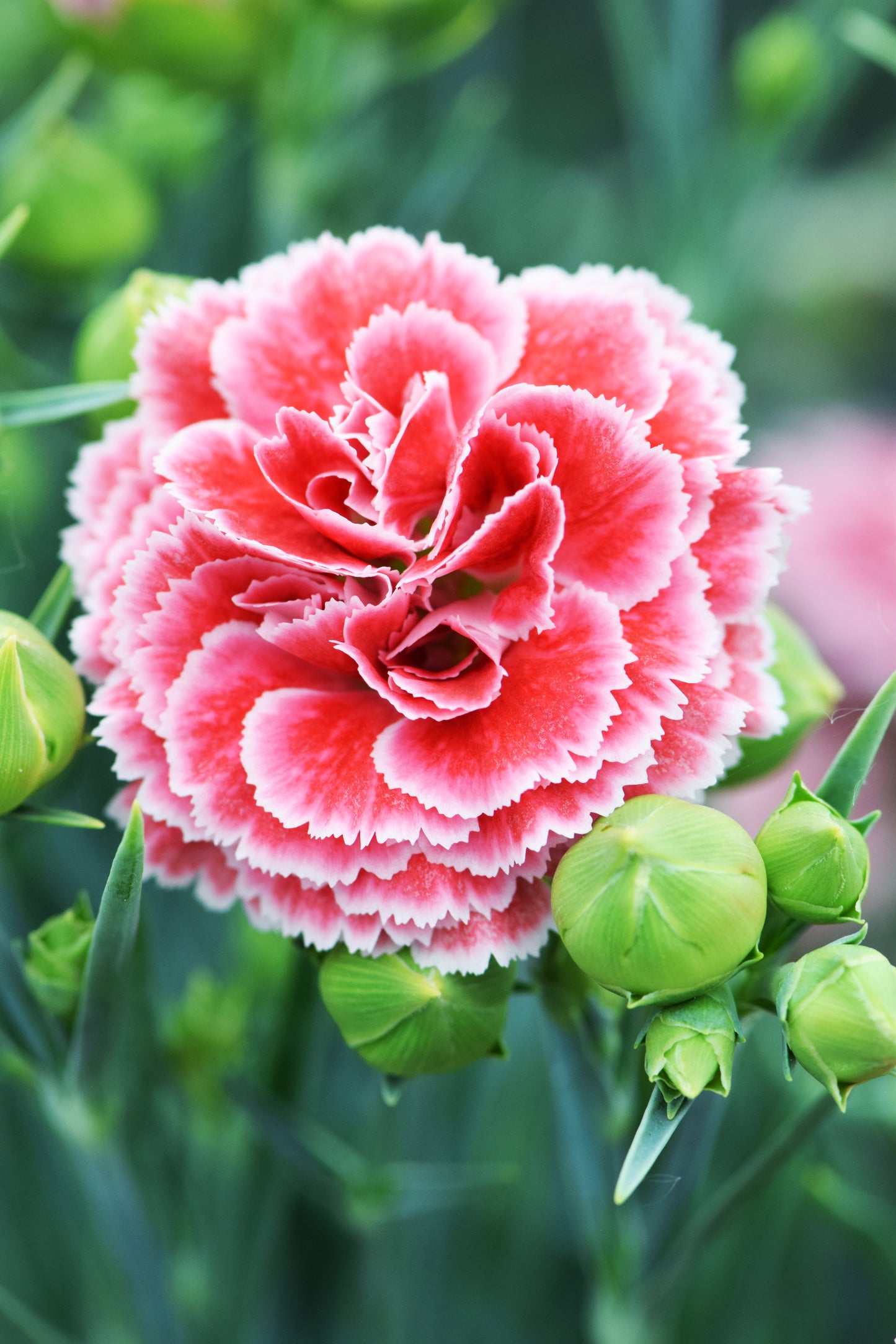 Dianthus-Coral Reef 1C