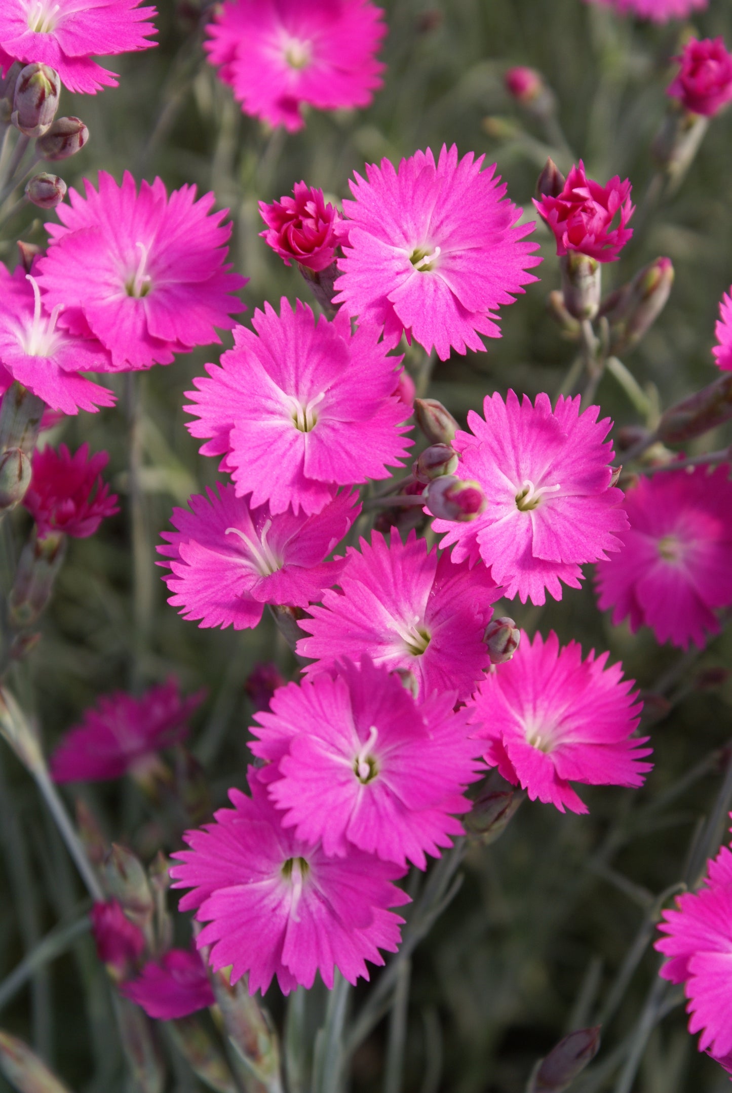 Dianthus-Firewitch 1C
