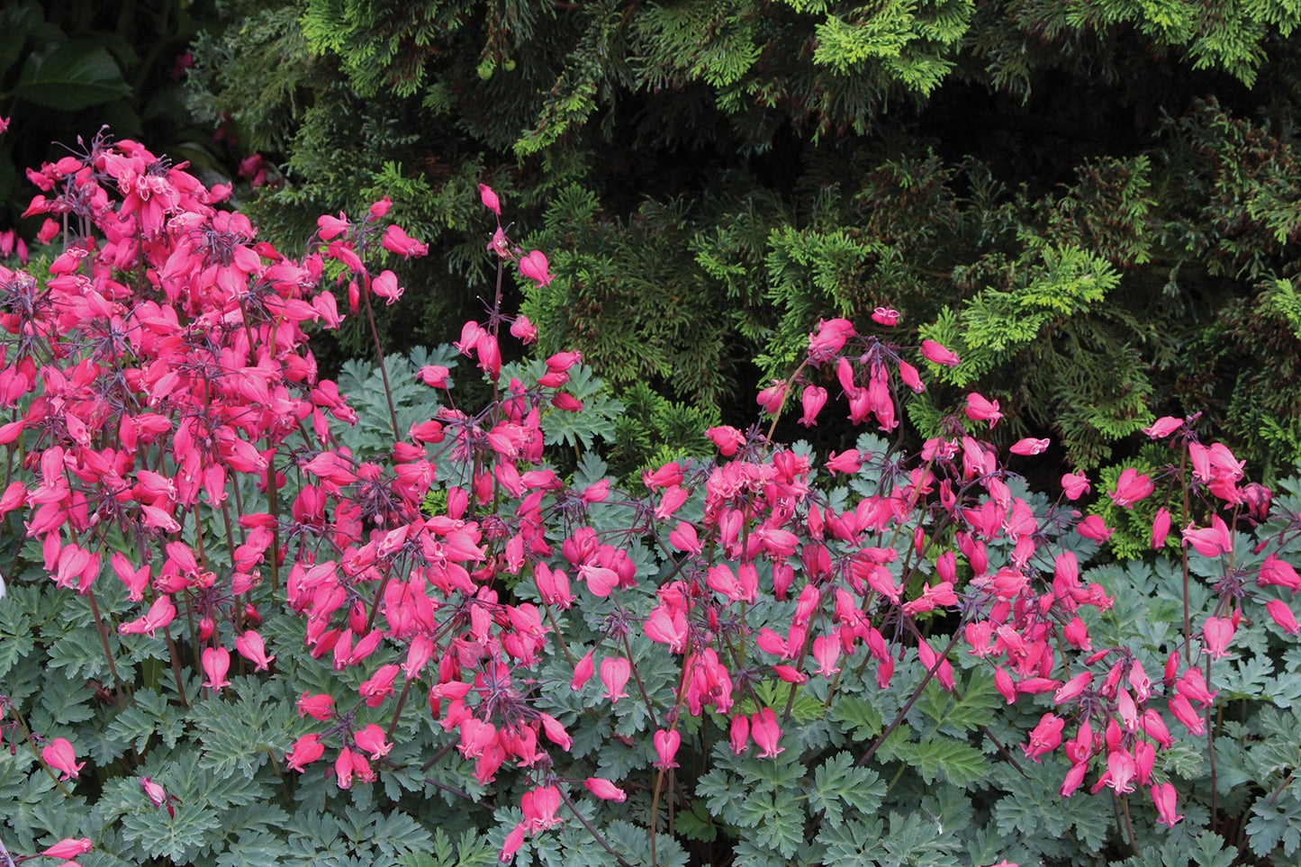 Dicentra-Amore Rose 1C