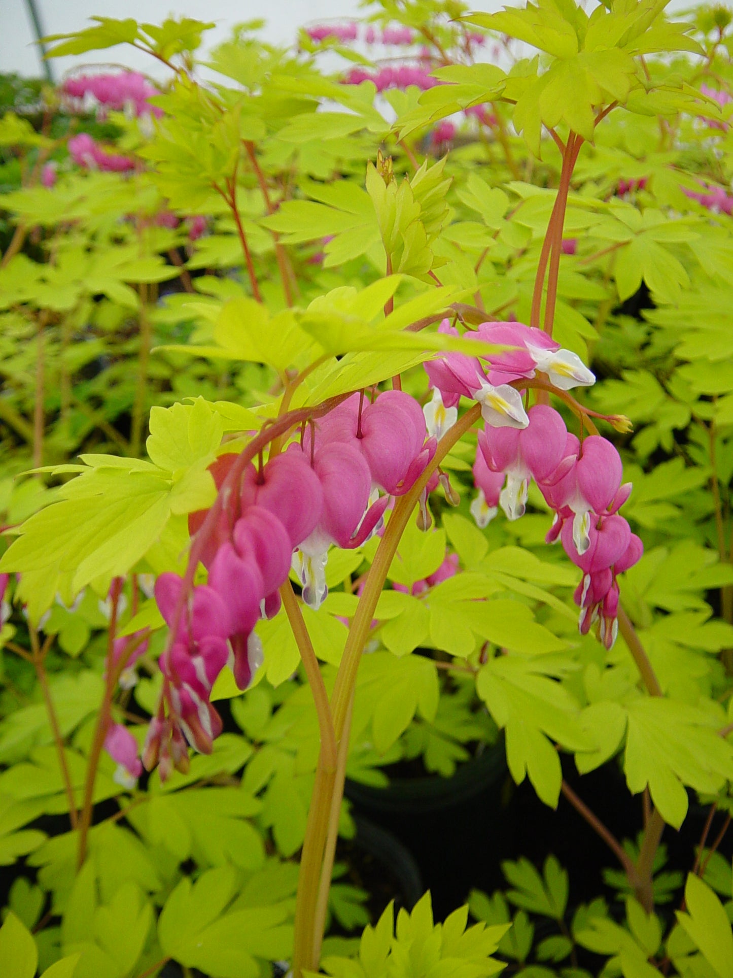 Dicentra-Gold Heart 1C