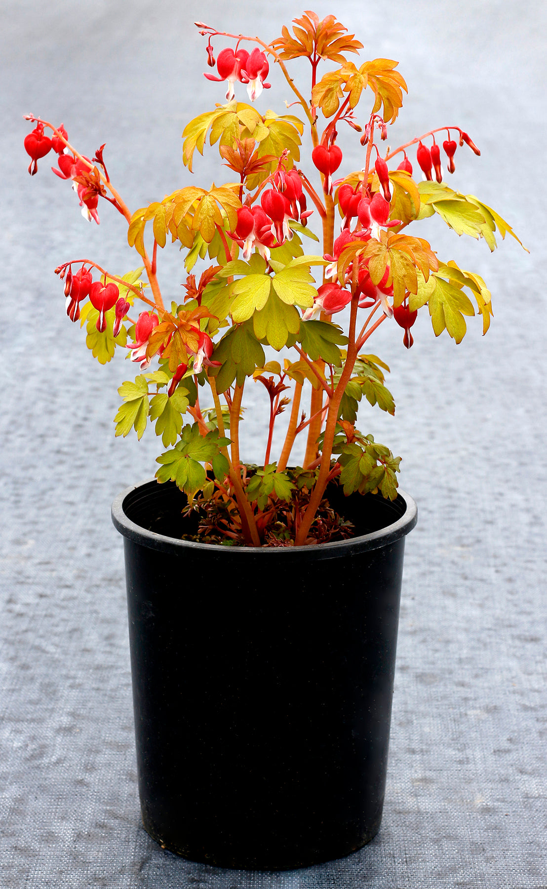 Dicentra-Ruby Gold 1C