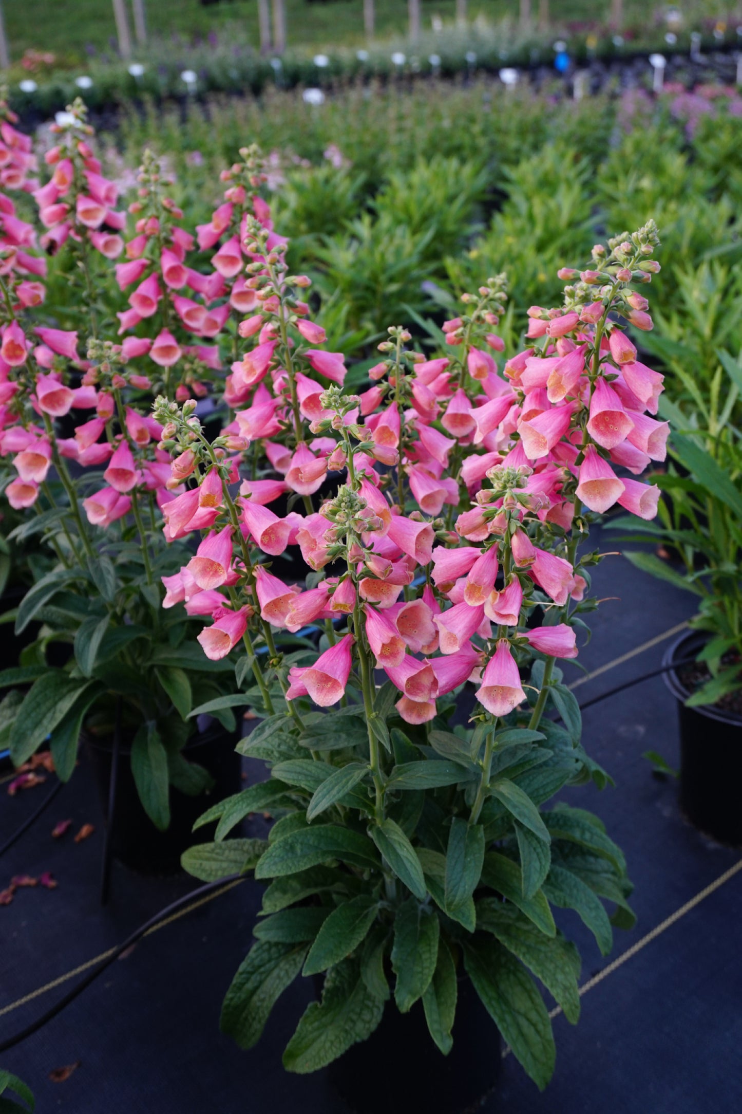 Digitalis-Arctic Fox Rose 1C