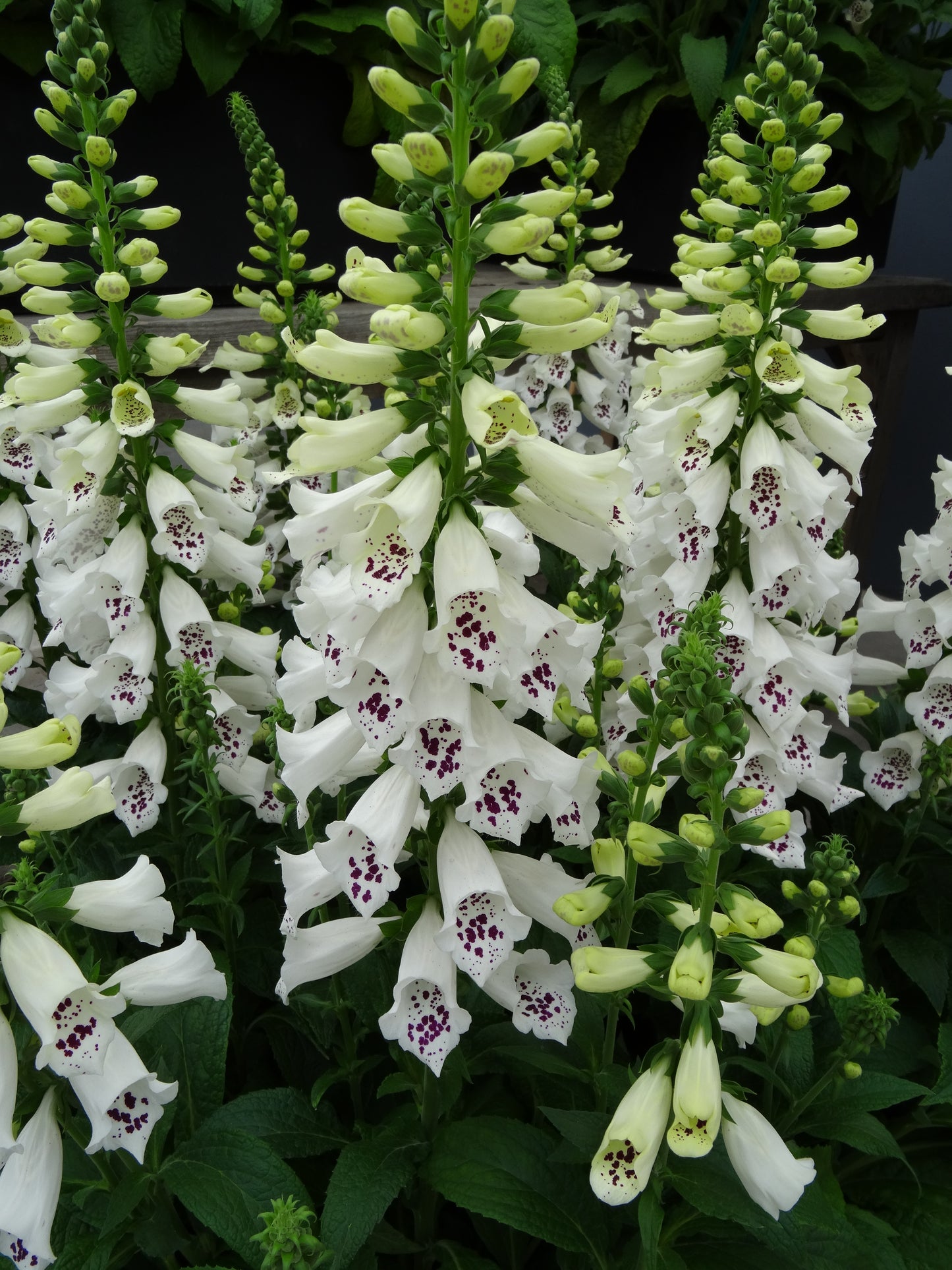 Digitalis-Dalmatian White Improved 1C