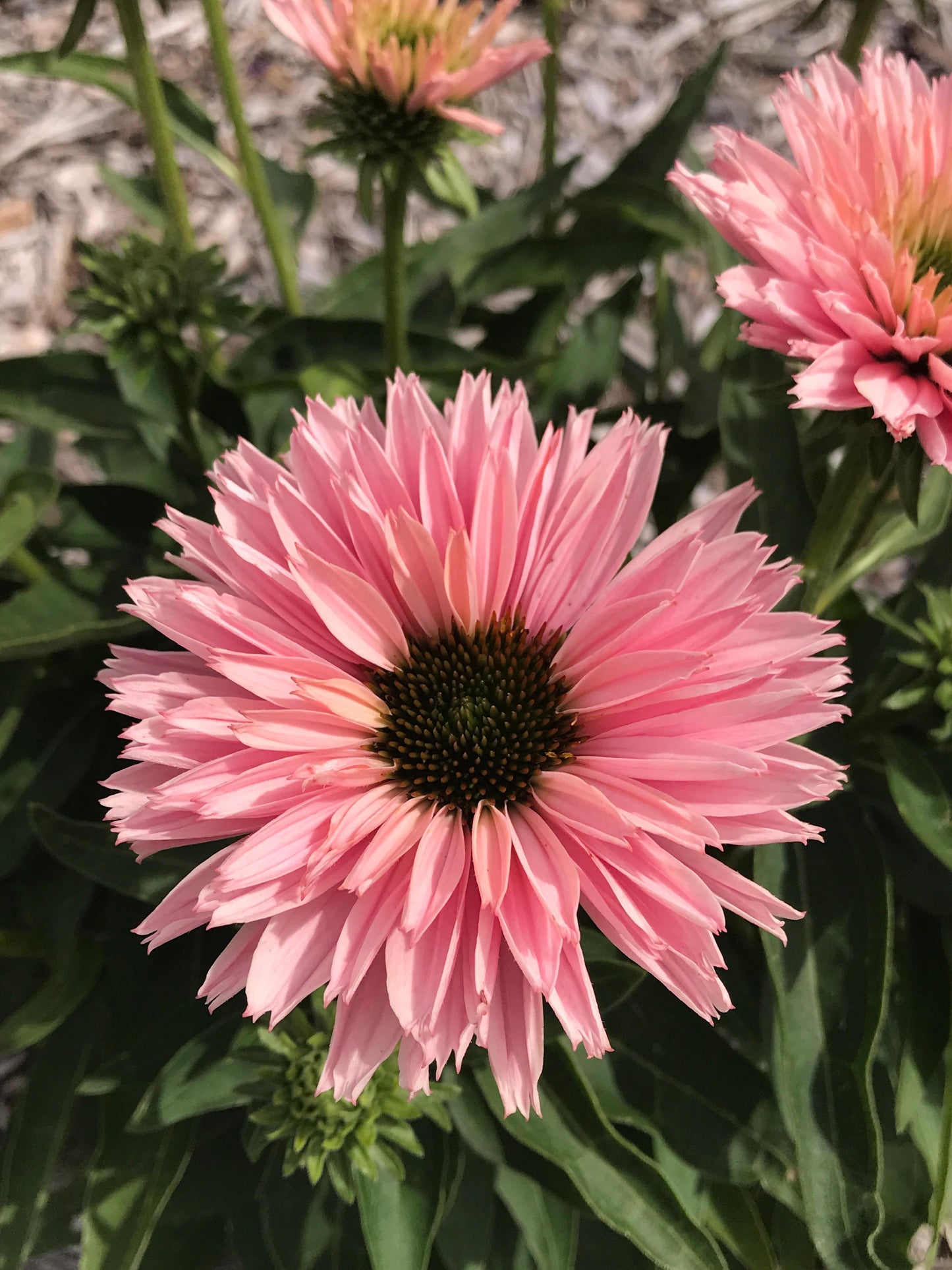 Echinacea-SunSeekers Salmon 1C