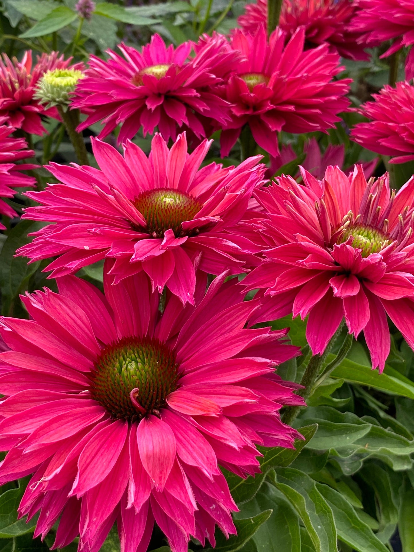 Echinacea-Sweet Fuchsia 1C