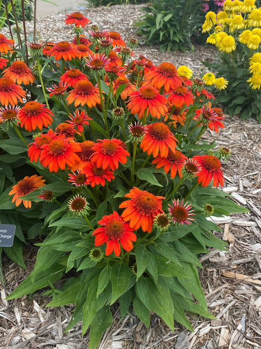 Echinacea-Fiesta Orange 1C