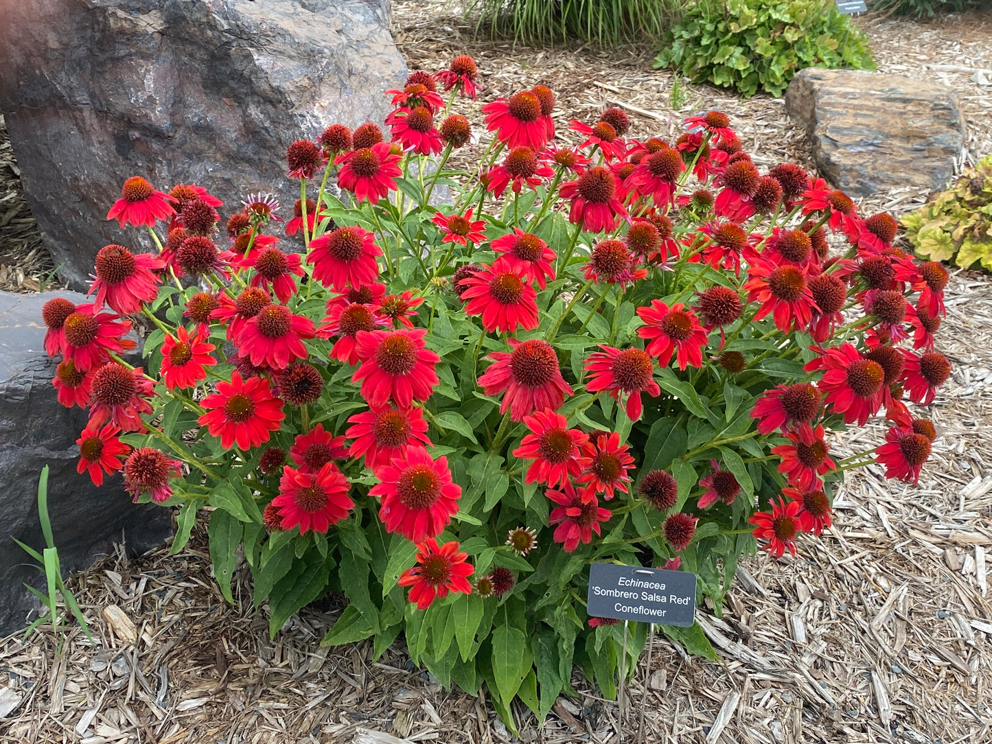 Echinacea-Sombrero Salsa Red 1C